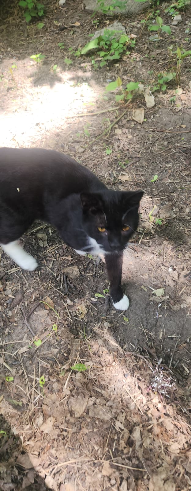 Tux